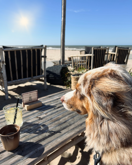 PAWS ON TOUR: Noordwijk