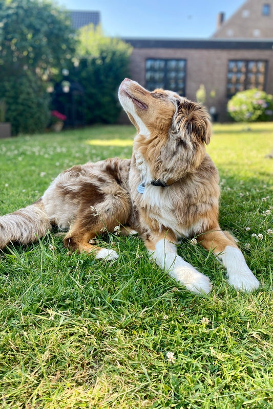 PAWS & RELAX