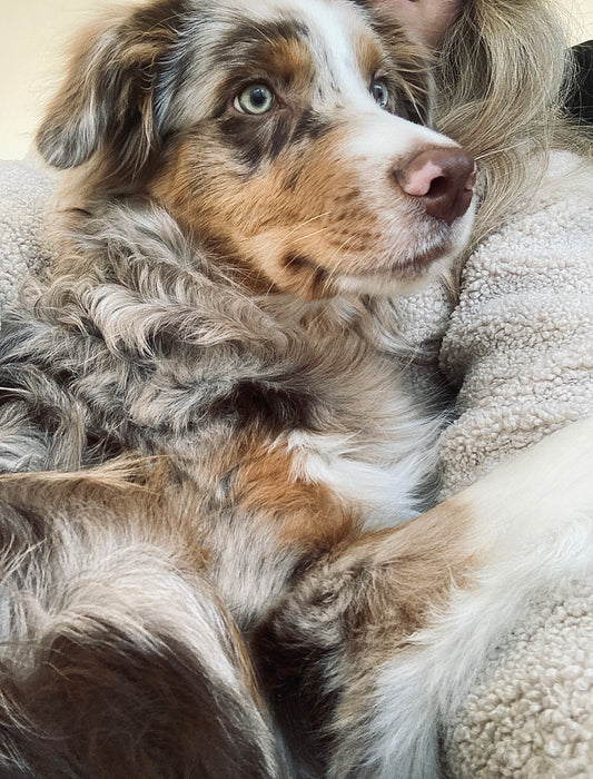 PAWSITIVELY PERFECT